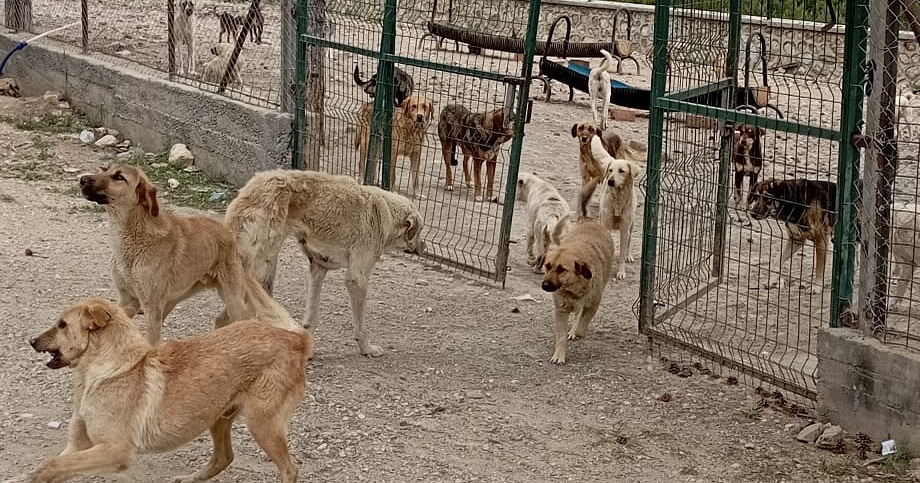 Kastamonu İlçe Belediyesi Hayvan Barınağına Saldırı!