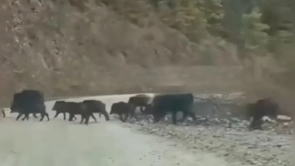 Taşköprü Sey Yaylası’nda Yola Çıkan Domuz Sürüsü Sürücüleri Şaşırttı